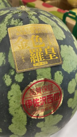 金色羅王！伊佐沢産！入荷しました！：画像