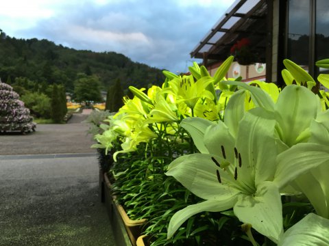 今年も：画像